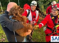 Spaniel rescued from Sedbury cliff