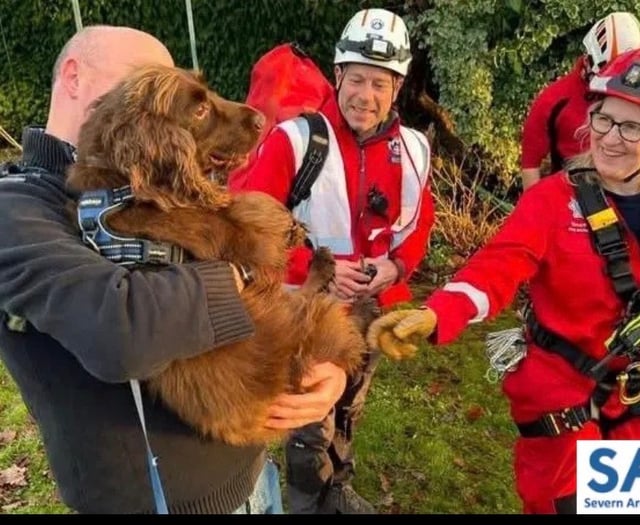 Spaniel rescued from Sedbury cliff