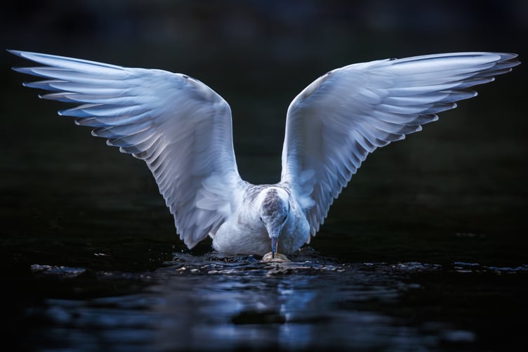A first-winter Bonaparte’s gull with distinctive white wing markings.
