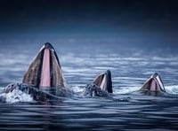 Chris Bowman dominates Forest of Dean photo contest