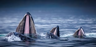 Chris Bowman dominates Forest of Dean photo contest