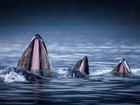 Chris Bowman dominates Forest of Dean photo contest
