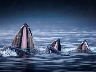 Chris Bowman dominates Forest of Dean photo contest