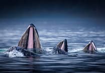 Chris Bowman excels in photo contest