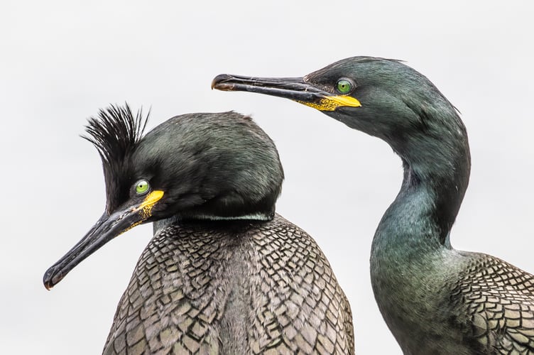 Two shags (Gulosus aristotelis) captured in an intimate moment during the breeding season.