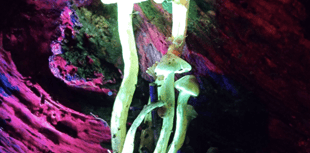 Explore glowing wildlife in Monmouthshire