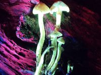 Explore glowing wildlife in Monmouthshire