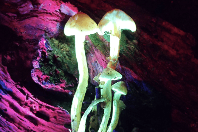 Biofluorescent mushrooms revealed under UV light during a guided night-time nature experience.