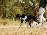 Forestry England considering dog walking permits