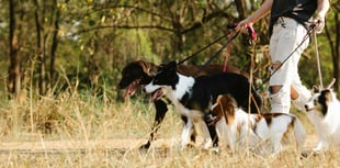 Forestry England considering dog walking permits