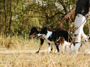 Forestry England considering dog walking permits