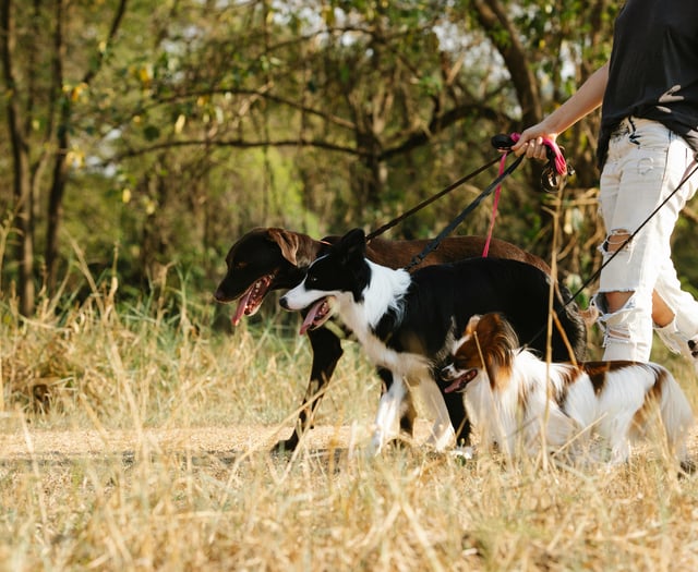 Forestry England considering dog walking permits