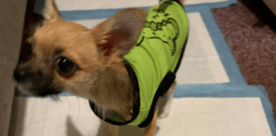 Cinderford woman's £5,700 vet bill for puppy