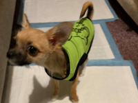 Cinderford woman's £5,700 vet bill for puppy