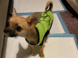 Cinderford woman's £5,700 vet bill for puppy