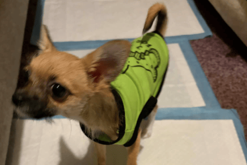 INJURED: Three and a half month old puppy Stanley, at the centre of a fundraising appeal after breaking both front legs and needing surgery following a fall at his Cinderford home.