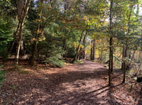 Fears Forest of Dean could become "theme park"