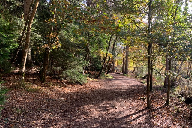 Fears Forest of Dean could become "theme park"