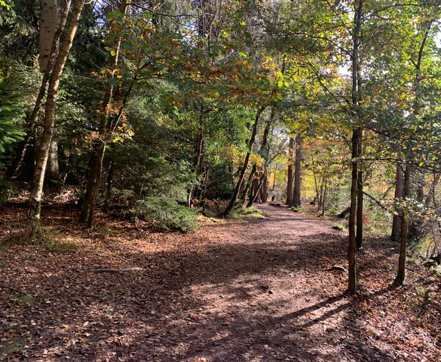 Fears Forest of Dean could become "theme park"