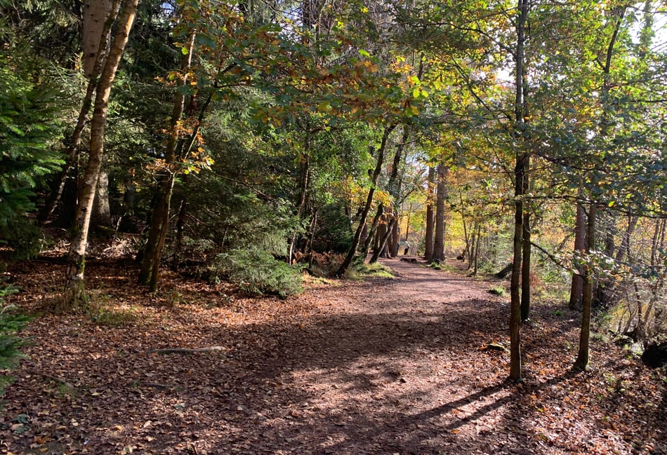 Fears Forest of Dean could become "theme park"