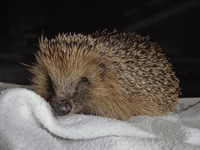 Hedgehog Rescue seeks release gardens