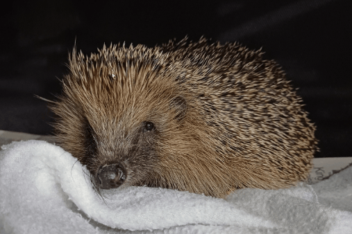 Nova the hedgehog, currently in the care of Tiny Spikes Hedgehog Rescue.
