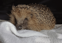 Help Tiny Spikes find gardens for hedgehogs
