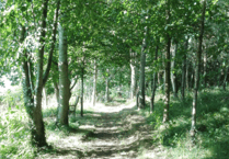 Volunteer at Lam Rim this weekend