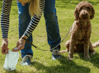 Dog walker fined £80 in Lower Lydbrook