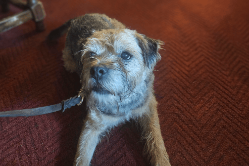 PUB PAWS: Rocky takes a well earned break inside a local pub after an outing.
