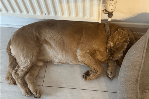 Bailey settles down for a rest after a tiring training walk.