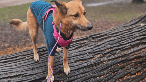 Forest of Dean dog care's tailored sessions