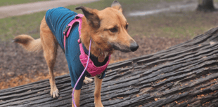 Forest of Dean dog care's tailored sessions