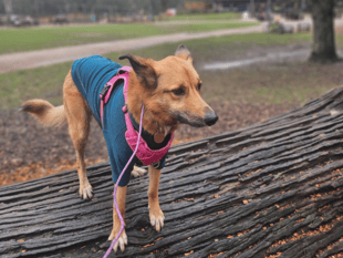 Forest of Dean dog care's tailored sessions