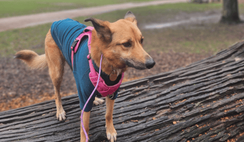 Forest of Dean dog care's tailored sessions