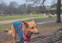 Personalised dog care sessions in Forest of Dean