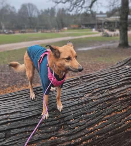The Hound Squad is offering tailored stay and play sessions for Forest of Dean dogs, with a focus on individual needs, enrichment and training.