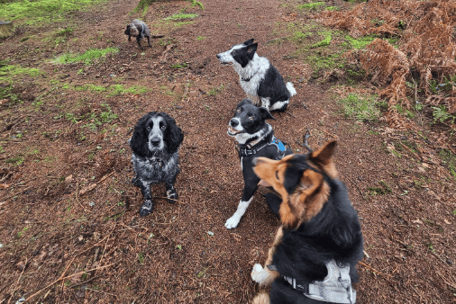 A pack of dogs enjoy a social walk together through the forest.