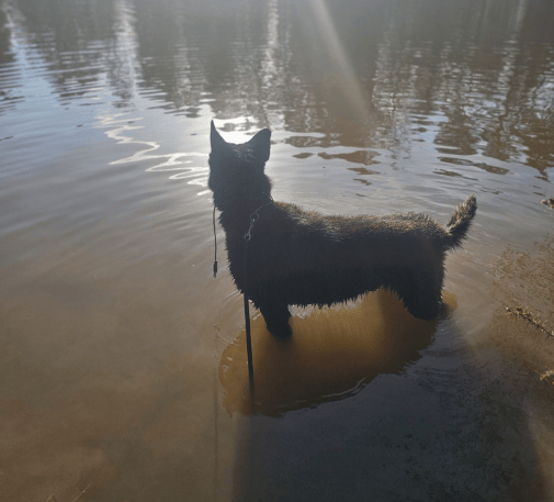 A dog cools off in the water while playing in the sunshine.