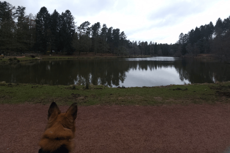 A dog looks out across a calm Mallards Pike, taking in the peaceful scenery.