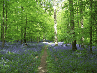Forest of Dean's UNESCO bid advances