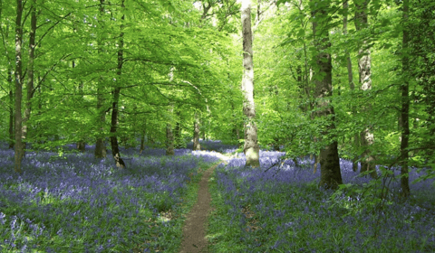 Forest of Dean's UNESCO bid advances