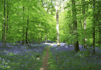 Commoners’ Association halts UNESCO bid