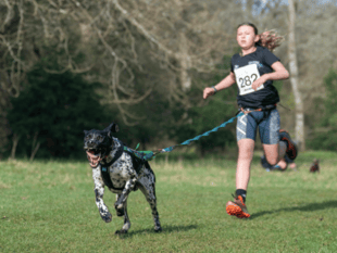 Canicross talent Daisy wins national silver