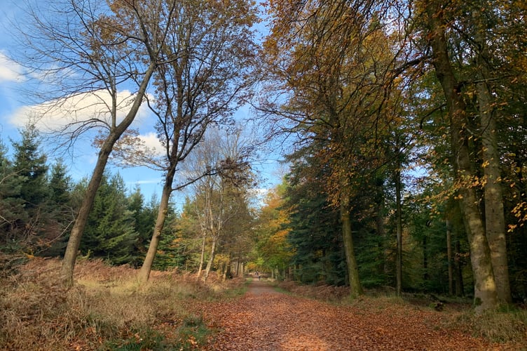 A path near New Fancy viewpoint in the Forest of Dean, Gloucestershire. CREDIT: Carmelo Garcia