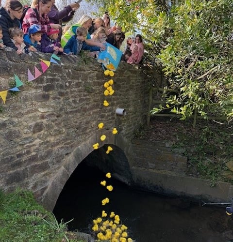 Ducks are launched into the brook for the third heat.