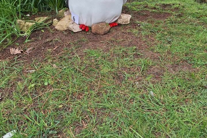 A rather large penguin.