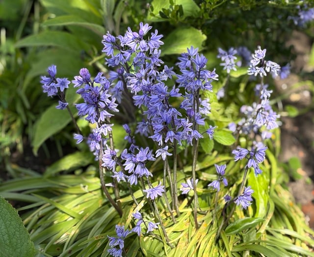 Step into spring: respect, protect and enjoy the Forest of Dean