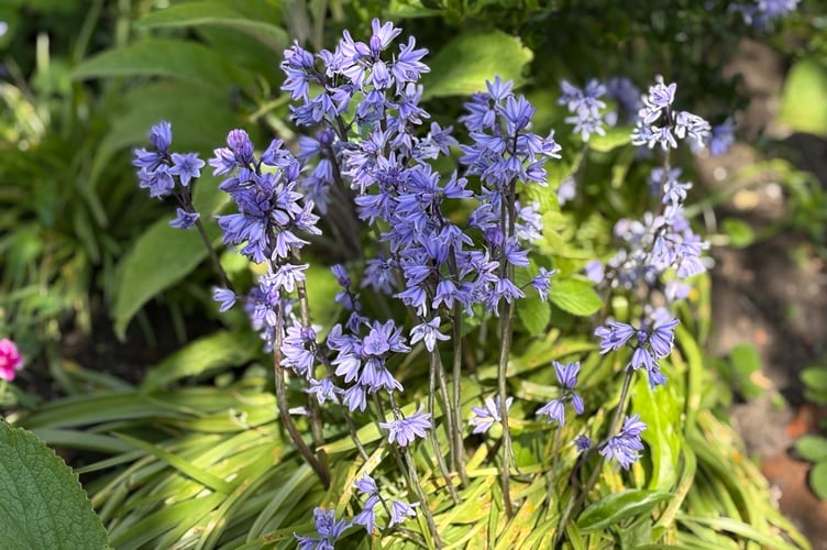 Bluebells
