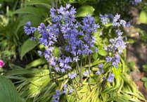 Step into spring: respect, protect and enjoy the Forest of Dean